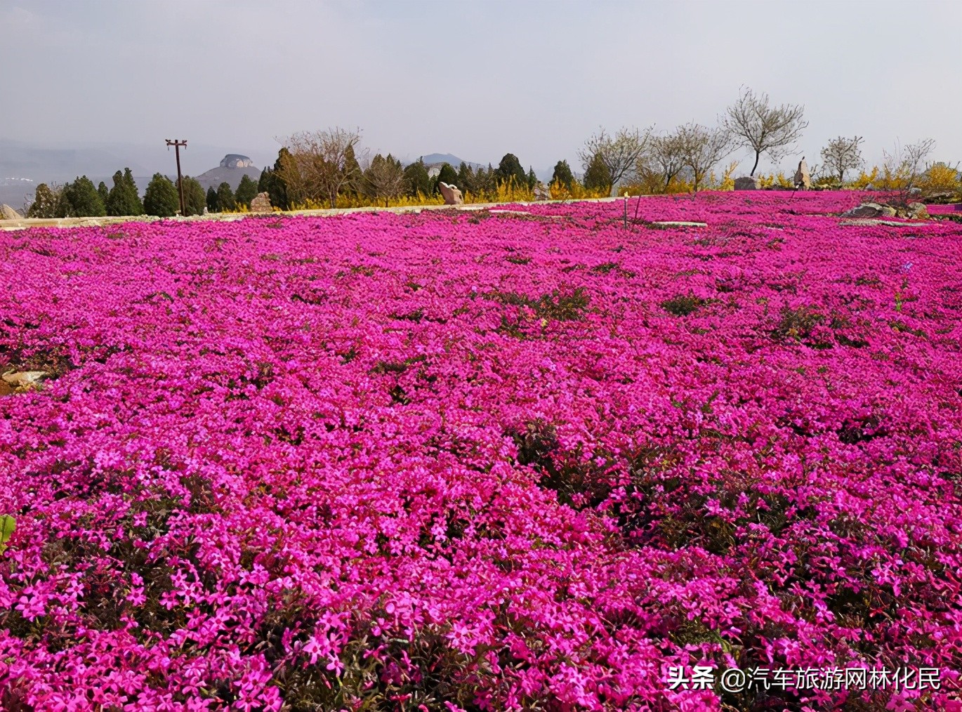 万亩桃花含苞待放，岱崮地貌等你来约