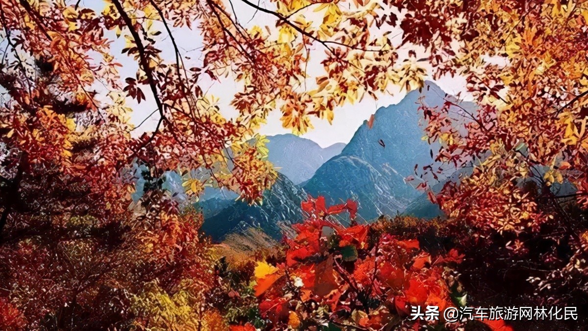 临沂深秋“色彩地图”来啦！带你欣赏“醉美”深秋