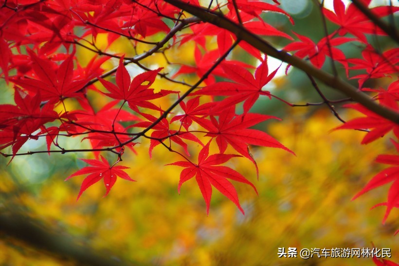 临沂深秋“色彩地图”来啦！带你欣赏“醉美”深秋